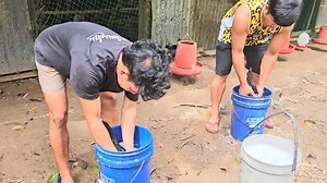 Breeding Season Begins! Every year, from July to September, chicken shed off their old feathers and grow new ones. This is called "Moulting Season" and during the period, hens lay less eggs while roosters become pesky. Towards the end of the "Moulting," we prepare the laying hens by giving them a bath to get rid of mites and lice. They are also given dewormers to expel intestinal parasites. We are doing this now in the farm as we prepare for the start of the breeding season. By November, we will