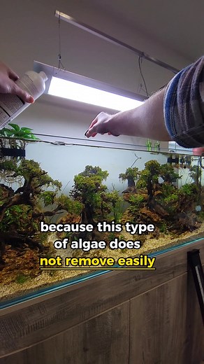 Effective Tips for Algae Control in Your Aquarium