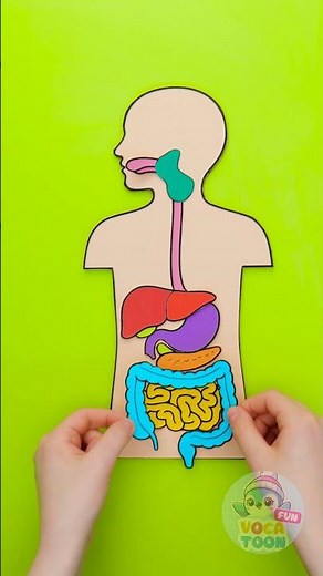 Let’s Learn! 🫀🧠 How Your Organs Work Together! So Cool! 😊✨