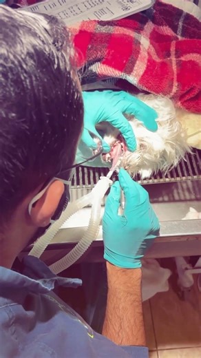 Canine Dental Cleaning and Tooth Extraction by Family Veterinary Care of Oakdale #veterinarian