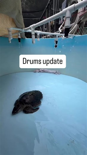 Drums is still in critical care. He survived the night with the aid of an oxygen chamber. Drums is spending time today and a shower bed where he is being closely monitored and receiving breathing treatments throughout the day. Thank you for your prayers and healing energies 🌟❤️‍🩹🙏🐢! #rescuerehabrelease #seaturtlehospital #seaturtle #coldstunned #compassioniscontagious @TurtleBette