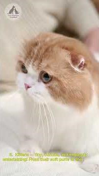 Top 10 Cutest Animals in the World – Prepare for Cuteness Overload!