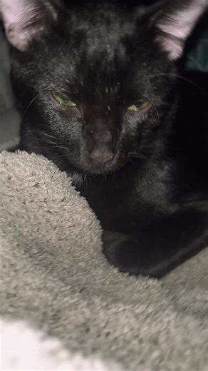 The Allure of the Mogger: Charm and Handsomeness Defined