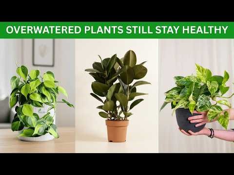 12 Indoor Plants That Survive Overwatering | Thriving Plants, No Stress