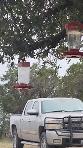 11K views · 152 reactions | They sure are fun to watch. Show us your pics.. | Texas Hill Country | Facebook