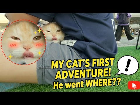 My cat's first time outside