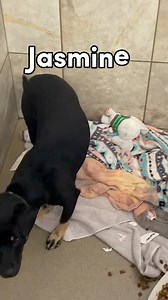 9.8K views · 255 reactions | These dogs at Anderson Humane are ready to bring joy and love into your life. They all deserve a second chance—could you be their perfect family? Come meet your new best friend today! #AdoptDontShop #RescueDogs #FureverHome #AndersonHumane | Anderson Humane | Facebook