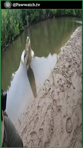 Crocodile Explodes Out of the Water at the Ranger