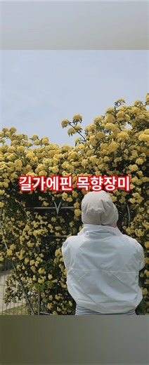 경남의령 한우산 가는길에 피어있는 목향장미 #의령여행 #의령가볼만한곳 #목향장미 #한우산 #쇠목재 #리온CC