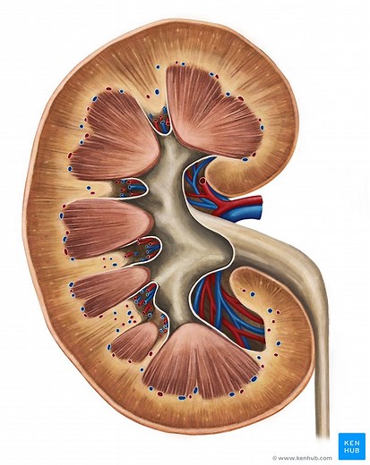 Coronal section of the kidney