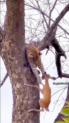 He Tried to Break It… But The Grip Stayed Strong | Bush Awareness!
