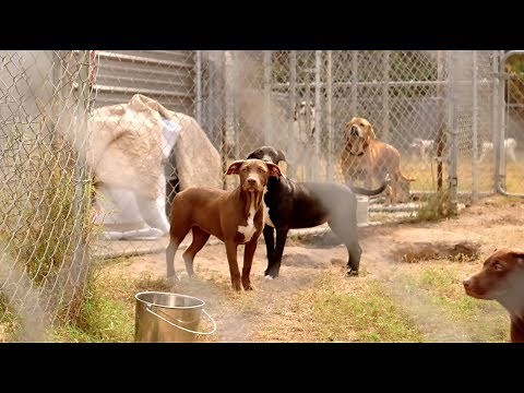 ASF Compassion Fatigue