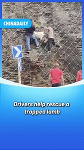 54K views · 1K reactions | A little lamb's hoof got stuck in a wire fence, leaving it dangling upside down from a mountainside. Upon seeing the trapped lamb, warm-hearted car owners stopped their vehicles one after another, climbing the fence barehanded to #rescue the lamb. After persistent efforts, the little lamb was successfully saved. #animal #EverydayHero #news | China Daily | Facebook