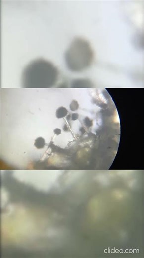 Aspergillus niger
