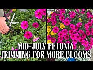 Trimming Petunias For A BIG Bloom Boost | July 2025