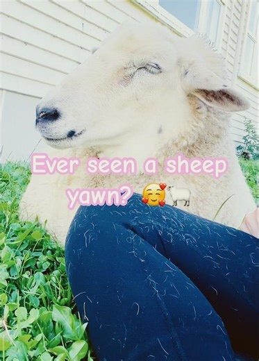 One very sleepy sheep having a big yawn before having a nap #sheep #countrylife #sleep #calmvibes