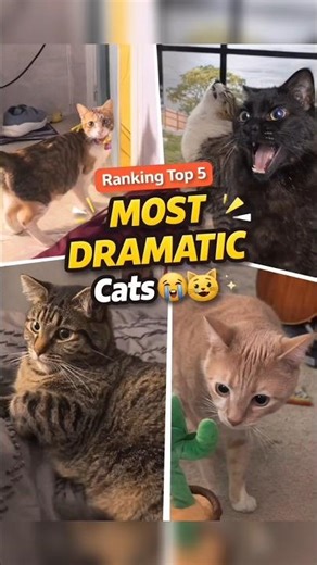 Top 5 Most DRAMATIC Cats Ever Caught on Camera 😭🐱