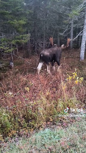 Mathieu Dufresne on TikTok