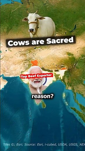 Why is India the number one exporter of beef??🇮🇳🤔🤯