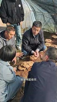 Old Li introduced the Ganoderma lucidum cultivation and Ganoderma lucidum spore powder harvesting...