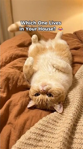 Types of Cats: Which One Lives in Your House? 😂