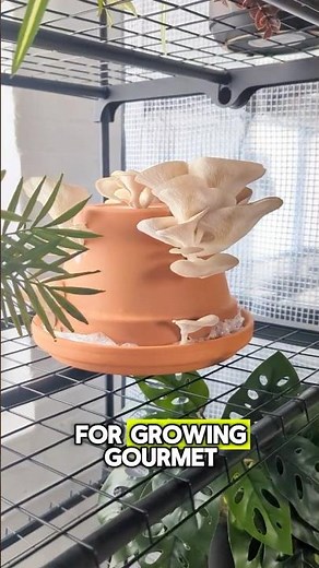 Growing mushrooms in terra cotta plant pots