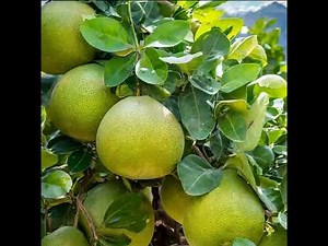 Nine health benefits of Pomelo fruit