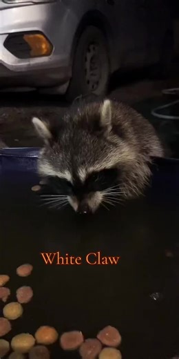 Exploring Wildlife and White Claw Highlights