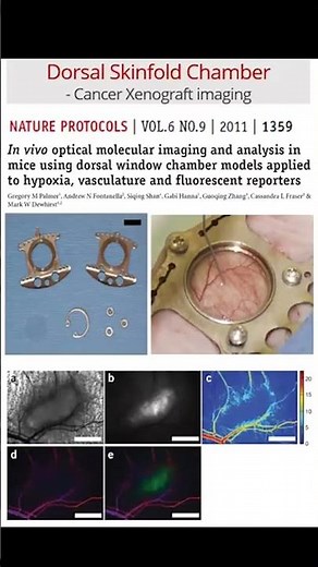Basics of Intravital Fluorescence Microscopy #shorts