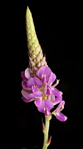 Sunil S Kumbar on Instagram: "View full screen, take screenshot for wallpaper! Check out this beautiful flower from @ssbutterflypark and the ID is Desmodium heterocarpon. The campsite is abundant in flora and fauna with great diversity to shoot around 😋 . Shot on @canonindia_official 200d ii with @radiantdiffuser with 18-55 kit lens with 13mm extension tube and @godox_global @godoxindiaofficial TT685 llC flash . #raw_insects #raw_macro #snagnation @snagbug #macro #canon200dmarkii #18-55 #raw_he