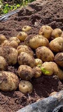 眠ってたじゃがいもで大豊作🥔！ #さくらふぁーむ #農業 #現代農業 #家庭菜園ライフ#じゃがいも栽培