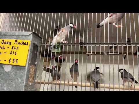 Java Finch Lonchura Oryzivora