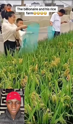 Chinese Rice Farmer's Success Story 🌾💸 - Inspiring Journey of an Asian Money Farmer