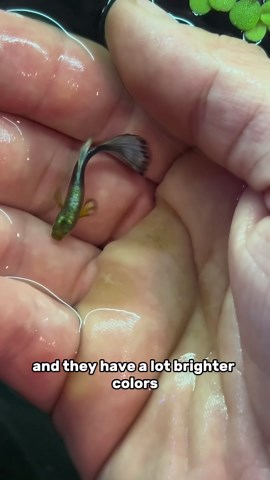 Male Guppies Vs Female Guppies