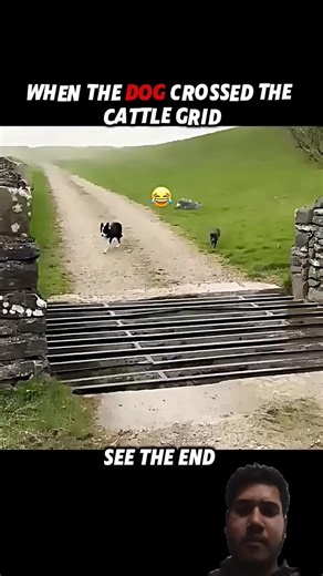 Dog struggles...But the cat crosses like a pro 😺 #trending #animals #wildlife #cat #dog #shorts