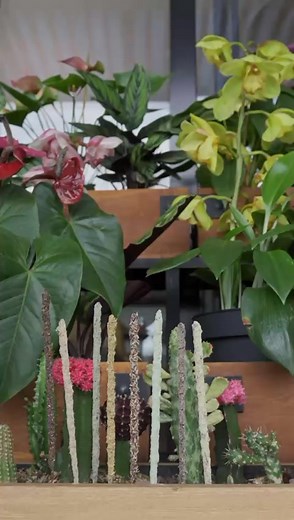 Inciensos Premium Botánico 🌷 100% orgánicos, artesanales y duraderos. 🌱Hechos a base de BIOMASA de frutas procesadas para remplazar el carbón ⏳Larga duración: hasta 1 hora por varilla 🌸Aroma que perdura todo el día ♻️ Somos una marca 100% sustentable Conocenos www.sagradamadre.com.co 📲 3009770323 | Sagrada Madre Colombia