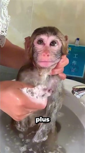 This baby monkey goes from laughing to crying during his bath!