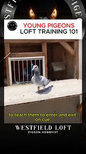 63K views · 1.5K reactions | Episode 3: YOUNG PIGEONS LOFT TRAINING 101 #racingpigeons #pigeon #pigeonracing | Westfield Loft | Facebook