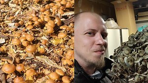 The People Secretly Growing Magic Mushrooms in the Wild
