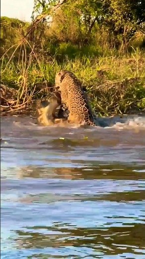 Jaguar kills a caiman and eats it for lunch! Bon appetite, king! #pantanal #brazil #wildlife #jaguar