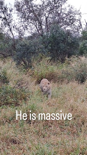 1.9K views · 141 reactions | Throwback to seeing this massive male leopard. Gardenia Male. He's probably the biggest male in the southern part of Kruger National Park #leopard #reels #krugernationalpark | Shaun Etsebeth Photo Safaris | Facebook