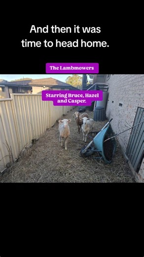 A quick before and after from a tiny yard in North Gosford. If you would like to book a crew then text 0402171823. ABN Number: 89640080310. | Central Coast Goats Fire Hazard Reduction Services