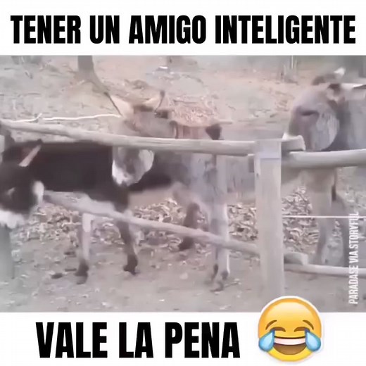 1.1M views · 8.7K reactions | No tan burros | Tayde González Arias | Facebook