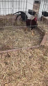 Pure Cardinal Club Kelso stags from Hatch Village! Christmas special $300 picked up! $350 shipped in USA . $470 shipped to MX. All fowl sold for breeding purposes only! | Hatch Village Farms