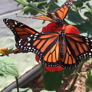 1.7K views · 83 reactions | Our native butterflies need help. That’s...