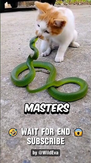 This is Why Snakes Lose To Cats Every Fight, UNTIL..😱