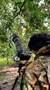 Golden Orb-Weaver with Spiderlings🕷️🕸️ This stunning photograph showcases a Golden Orb-Weaver spider resting in its intricate web, surrounded by its tiny spiderlings. The delicate web design and the vibrant contrast of the mother with her young symbolize strength, patience, and the cycle of life in the natural world. #MacroPhotography #SpiderLife #WildlifePhotography #NatureFocus #InsectPhotography #ArachnidBeauty #NaturePerfection #WildlifeLovers #MacroMagic #Spiderlings | Gautam Khirade