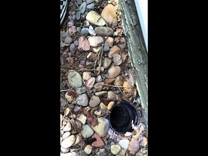 How to Rescue Ducklings from a Drain Pipe