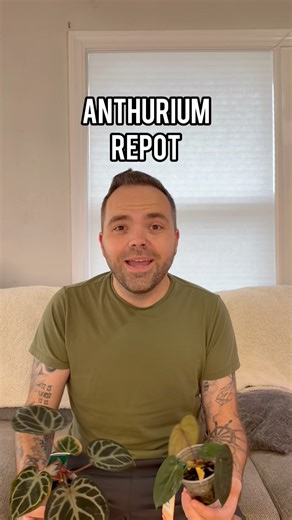 Today is anthurium day! So after we got our surprise box of anthuriums in the last video I figured why not repot the other two that have been loooooong overdue for some more space! #anthuriums #anthurium #repot #plants #plantsmakemehappy | Thehouseplantproject