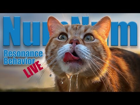 NumNum Resonance Behavior: LIVE